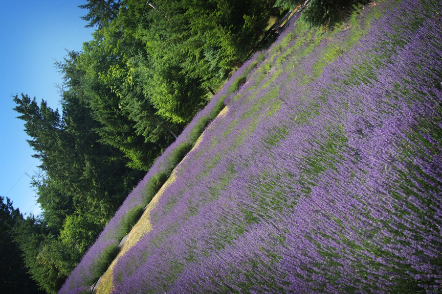 dscf4478 dscf4478